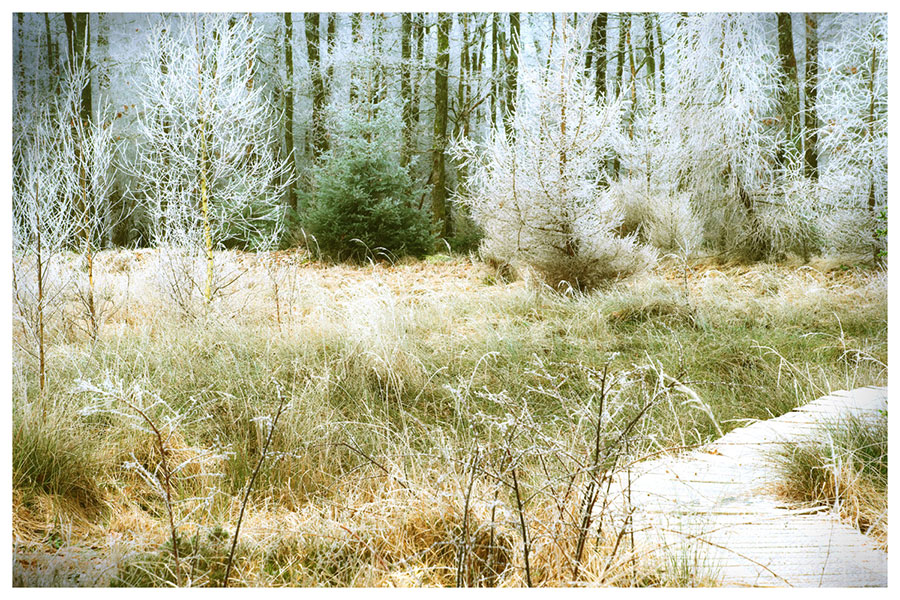 Blick auf einen winterlichen Wiesenweg Blick auf einen winterlichen Wiesenweg