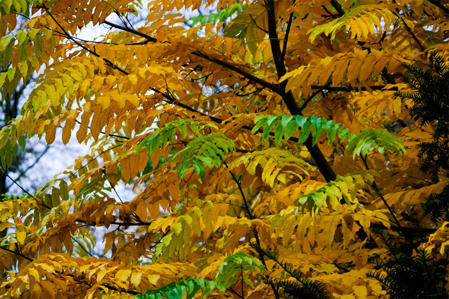 Ein Ast mit gelben Blatt Ein Ast mit gelben Blatt