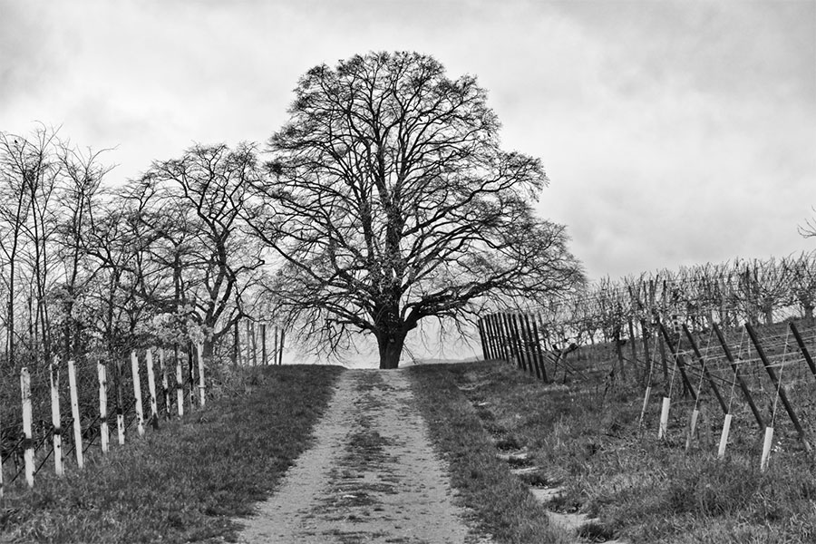 Blick über weiß bedeckten Feldweg Blick über weiß bedeckten Feldweg