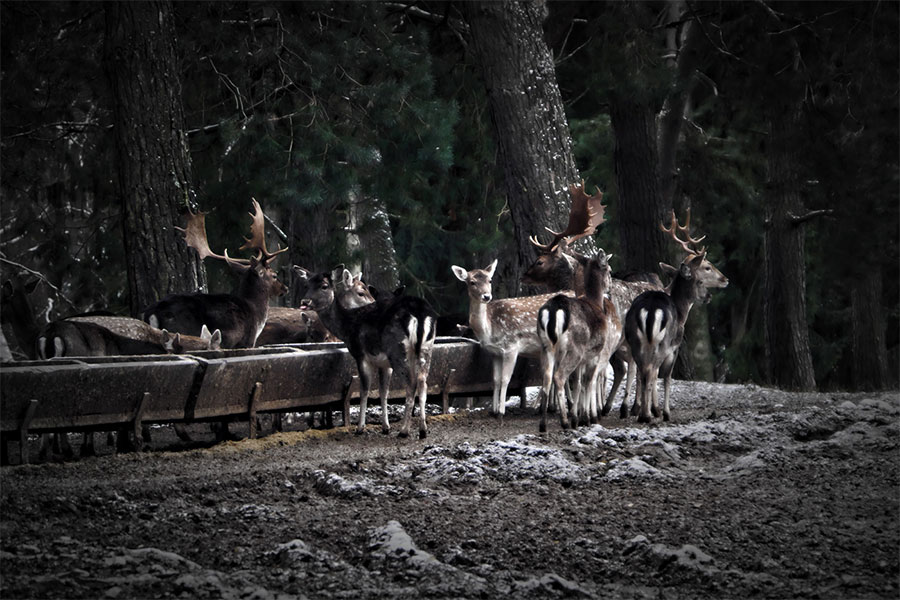 Blick auf Damwild im Wild- und Wanderpark in Silz Blick auf Damwild im Wild- und Wanderpark in Silz