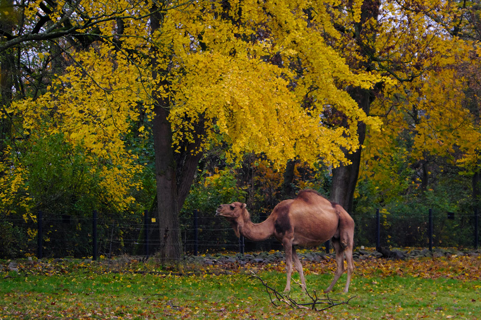Ein Dromedar steht auf einer Wiese vor dem Landauer Zoo Ein Dromedar steht auf einer Wiese vor dem Landauer Zoo