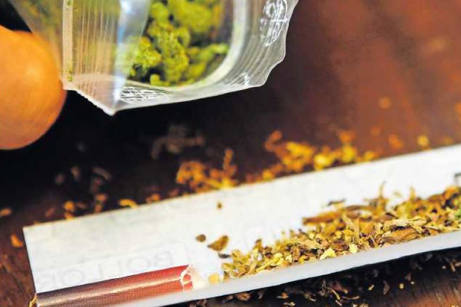 Cannabis Cannabis
